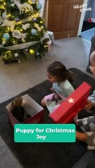 Little Girl's Overjoyed Reaction to Puppy Surprise!