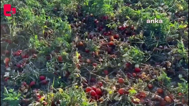 Domates maliyetleri altında ezilen çiftçi, tarlasını halka açtı