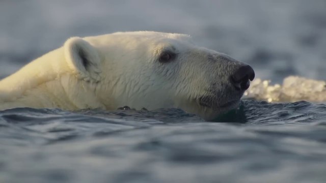 OceanXplorers - Geheimnisse der Ozeane