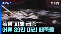 폭염에 우럭 55만 마리 폐사...온열 질환자도 속출 / YTN