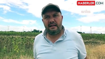 Edirne'de Kuraklık Nedeniyle Ayçiçeği Üreticileri Zor Durumda