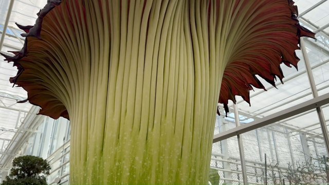 Un Arum titan pourrait battre le record du monde au Jardin botanique de Meise