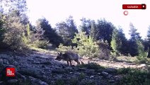 Karabük’te yaban hayvanlar fotokapana yakalandı