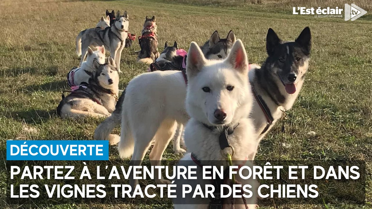 Se promener en forêt et dans les vignes tracté...