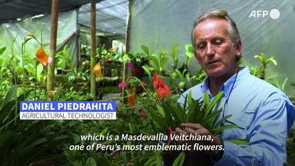 Colombia orchid sanctuary collects and clones endangered species