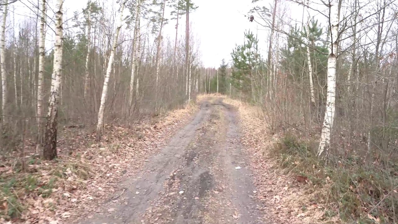 Partizanų žeminės Pašilių miške