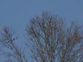 Cette nature qui est la notre , protègeons là !!