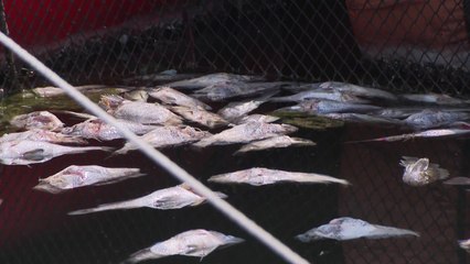 폭염에 우럭 55만 마리 폐사...온열 질환자도 속출 / YTN