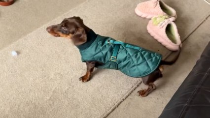 Dog barks at TV image thinking she is a stranger who entered home