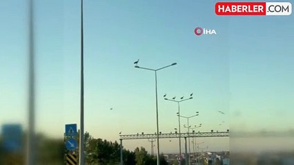 Leyleklerin erken göçü görüntülendi