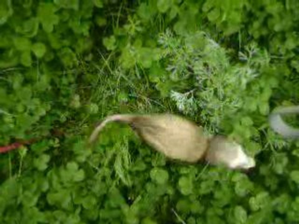 petits jeux dans l'herbe mouillée
