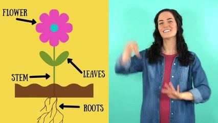 Roots, Stem, Leaves, Flower _ Parts of a Plant Song _ Parts of a Flower Song_HD
