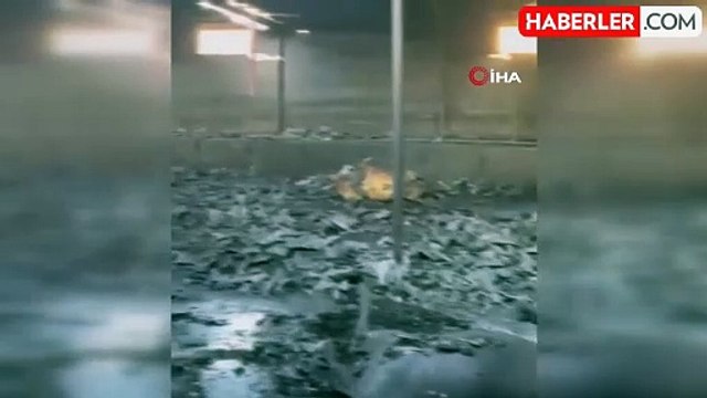 Ankara'da Ahır Yangınında 26 Büyükbaş Hayvan Telef Oldu