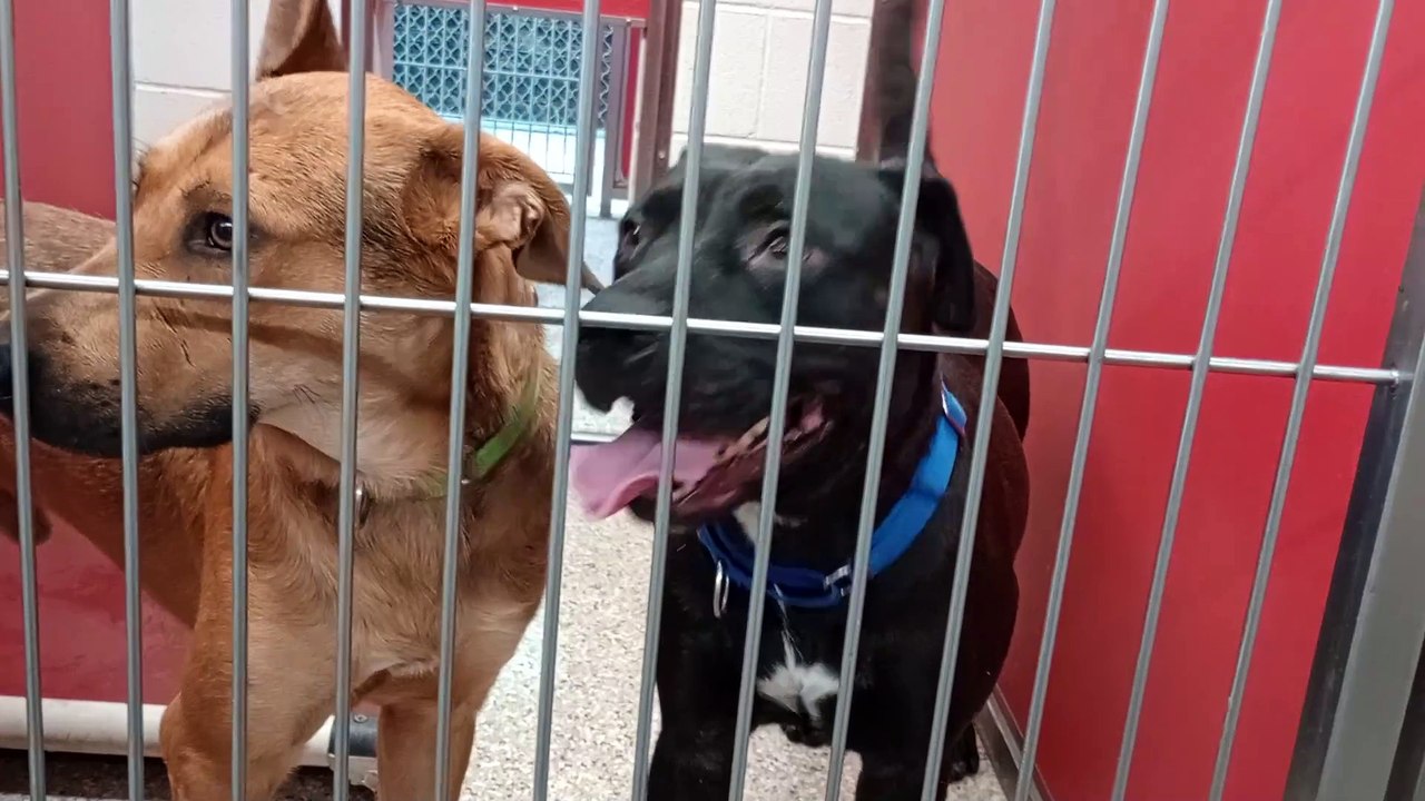 Astra(black) Rest in Peace 3y A844787 Spudley 2y A839926 kennel 82 pod 3 PACC shelter Astra's venturous of duo VID_20240807_174144949