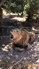 Lion Beautiful\Moon Baar