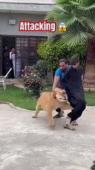 Attacking lions  #animalemotion  #musicgenre #animals #lionfunny #funny #lionworld