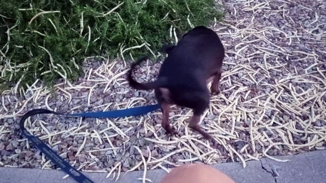 Ozzyta Paco; Ozzyta had bunches of tartar removed from teeth today & 3 teeth pulled; ready 4 walk VID_20240806_192243056