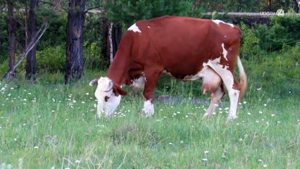 El Norte de Jalisco primer lugar estatal por focos de rabia bobina