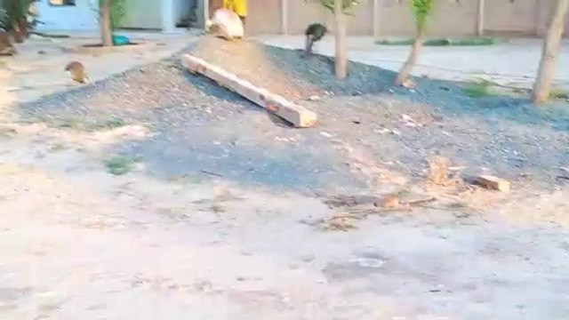 Bird's lover's peacocks hens chakor pigeons