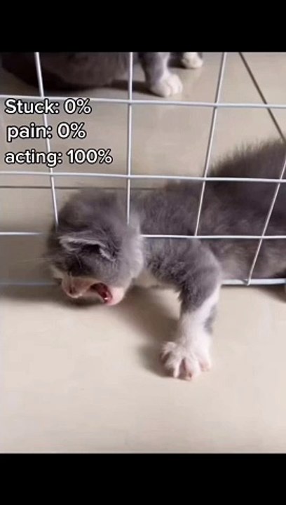 Cat Lovers