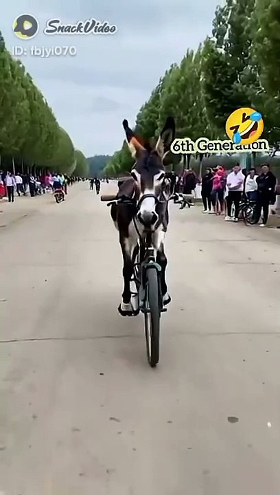Funny video