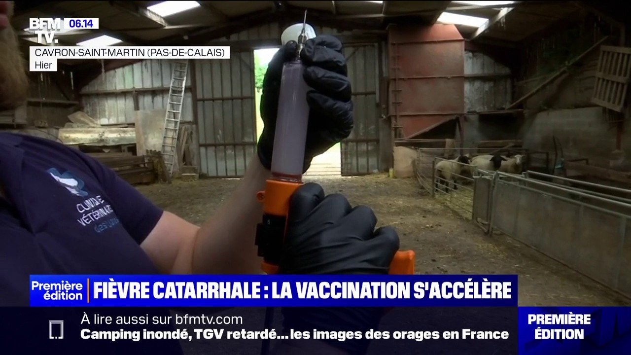 Fièvre catarrhale ovine: la campagne de vaccination s'accélère dans les élevages