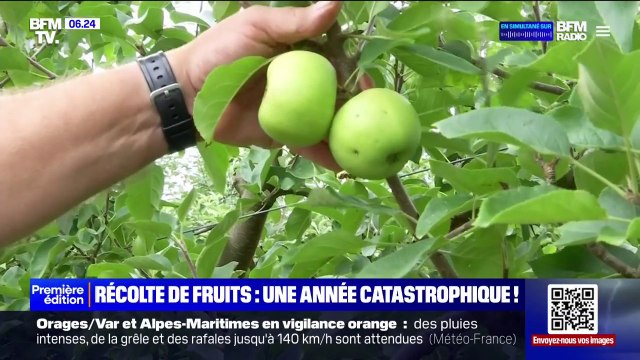 Les producteurs de fruits déplorent de faibles récoltes après le mauvais temps du printemps