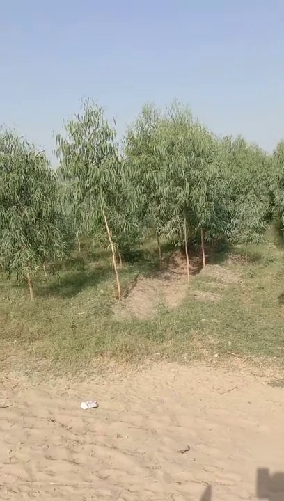 New video. Tree video green tree video plants video green plants video