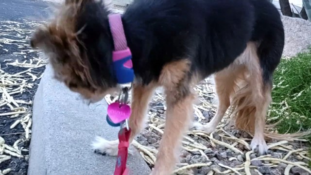 Ozzyta Villanova Paco; not visible but Villanova gingerly began bearing weight on front right leg VID_20240810_190955206