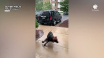 Adorable dog dances in the rain in North Carolina