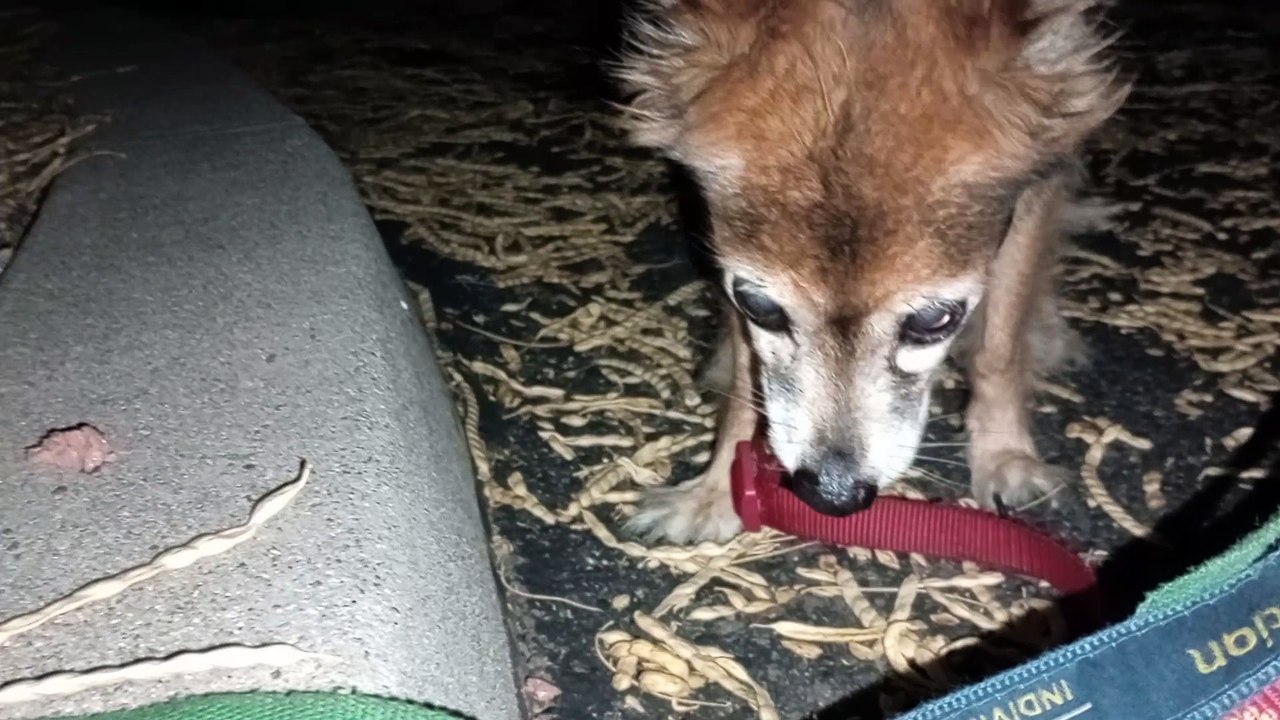 Ozzyta Villanova Paco; Villanova's front right leg may be bothering her, but her appetite is fine VID_20240805_210140385