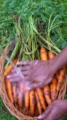 Organic Carrot Halwa _shorts(1080P_HD)