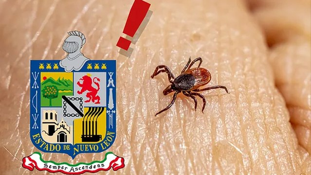 Mueren dos menores de edad por rickettsiosis en Nuevo León: ¿Qué es esa enfermedad y cuáles son los síntomas?