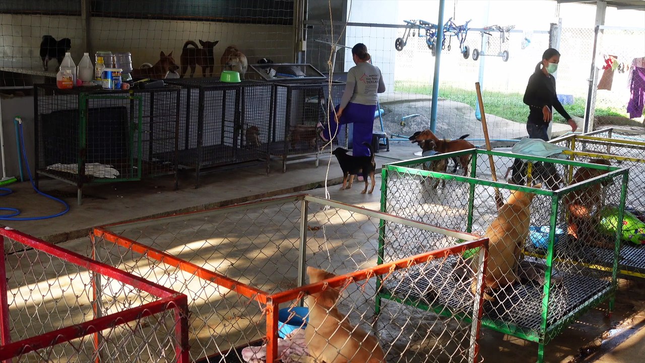 Dog Rescue Thailand. Teil 3. Füttern  #Tierheim  #hunde #dogshelter  #Welpen #tierschutz #spenden
