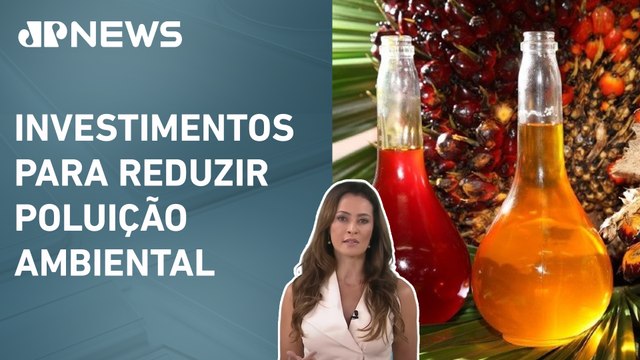 JP Sustentável: Óleo de palma pode produzir energia sustentável; entenda com Patrícia Costa