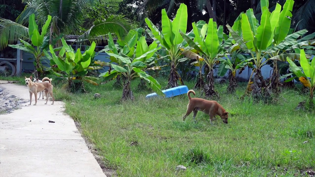 Dog Rescue Thailand. Teil 4. Ab in den Garten  #Tierheim #hunde #dogshelter  #Welpen #tierschutz