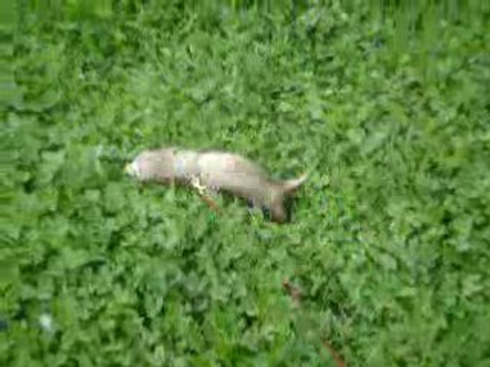 petits jeux dans l'herbe mouillée (3)