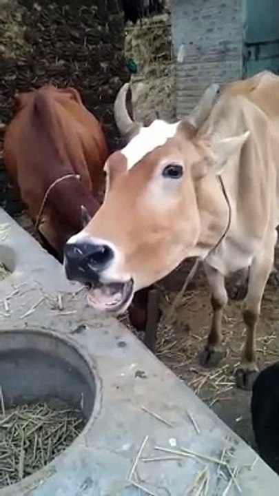 creazy_sound_of_cow_#shorttvideo_#village_#animals_#shortsvideo_#cow_#sound(360p)