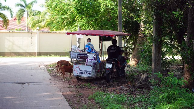 Dog Rescue Thailand. Teil 5. Auf der Straße #Tierheim #hunde #dogshelter #tierschutz #tierschutz