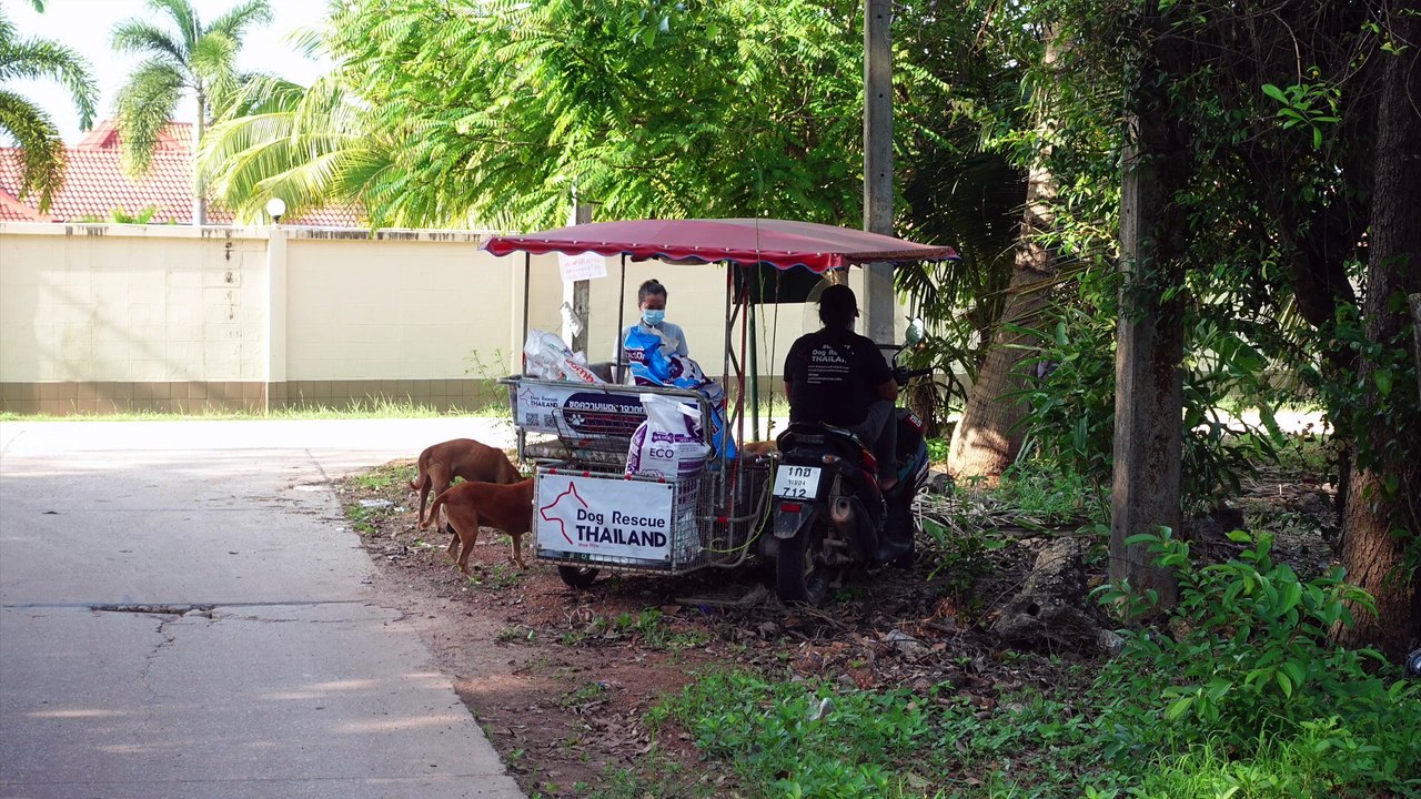 Dog Rescue Thailand. Teil 5. Auf der Straße  #Tierheim  #hunde #dogshelter  #tierschutz  #tierschutz