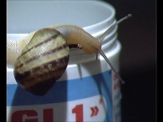 Chiocciola  -  Snail