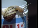 Chiocciola  -  Snail