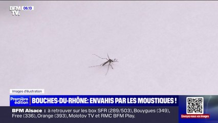 Les Bouches-du-Rhône envahies par les moustiques tigres