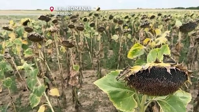موجة جفاف شديدة تضرب رومانيا وتتلف المحاصيل الزراعية وخسارة كبيرة في محصول عباد الشمس