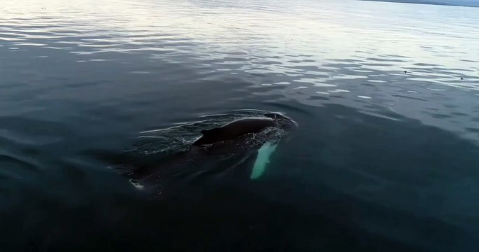 Sea Creatures | Whales | Sea Life Explorer