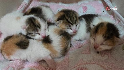 Bruits dans la chambre d’amis : ce qu'ils découvrent sur le lit est difficile à croire