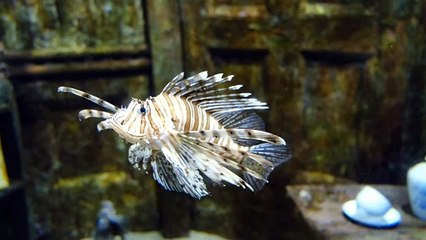 Aquatic Life | Beautiful Fishes | Sea Colors | Sea Life Explorer