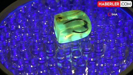 Bitlisli iş adamı 90 milyon yıllık taşları Türkiye'ye getirdi