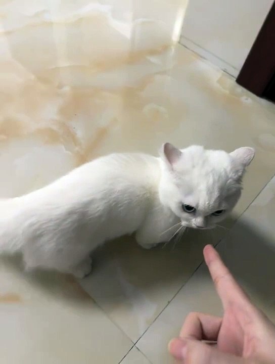 Angry cat