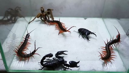 Scorpion Tarantula Centipede Black Titan Bug